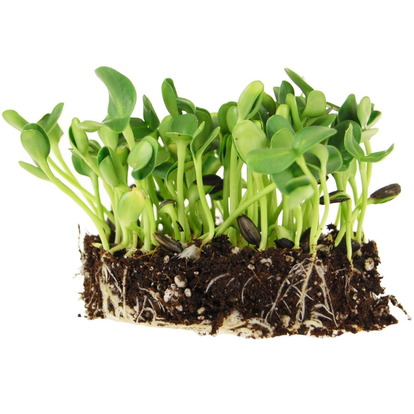 Sunflower Microgreen Seeds — The Main Character Energy Pack