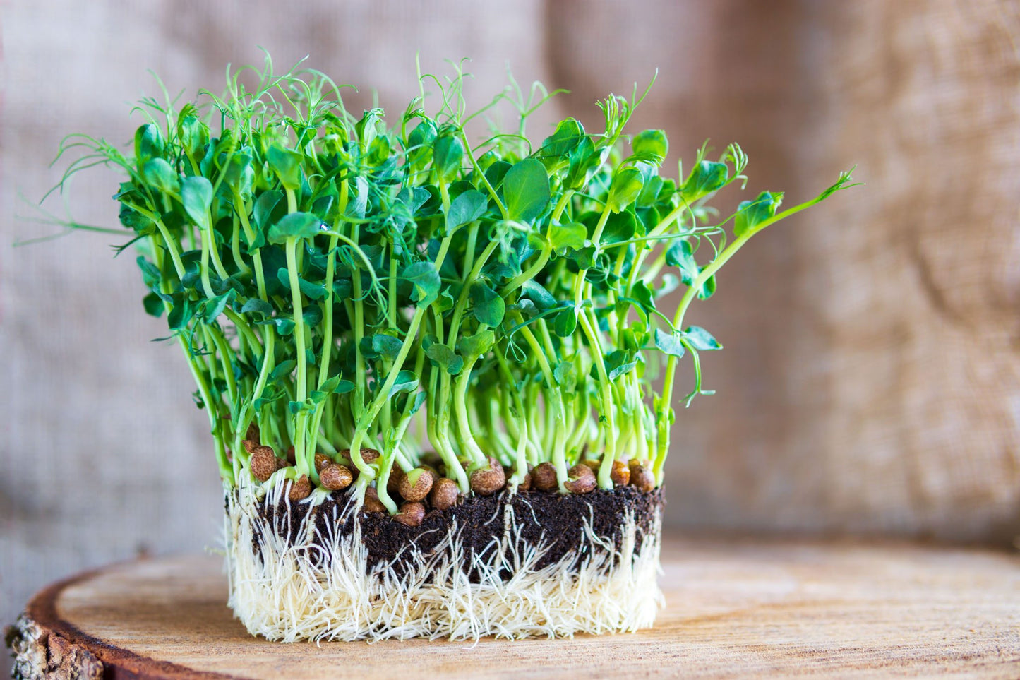 Pea Shoots — The Overachievers of the Microgreen World