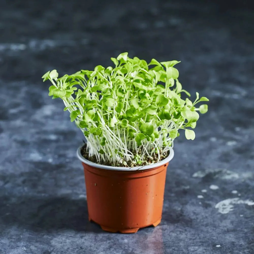 Mistletoe Microgreens Seed Pack